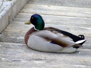 Ente auf dem Bootsteg am Niendorfer Hafen